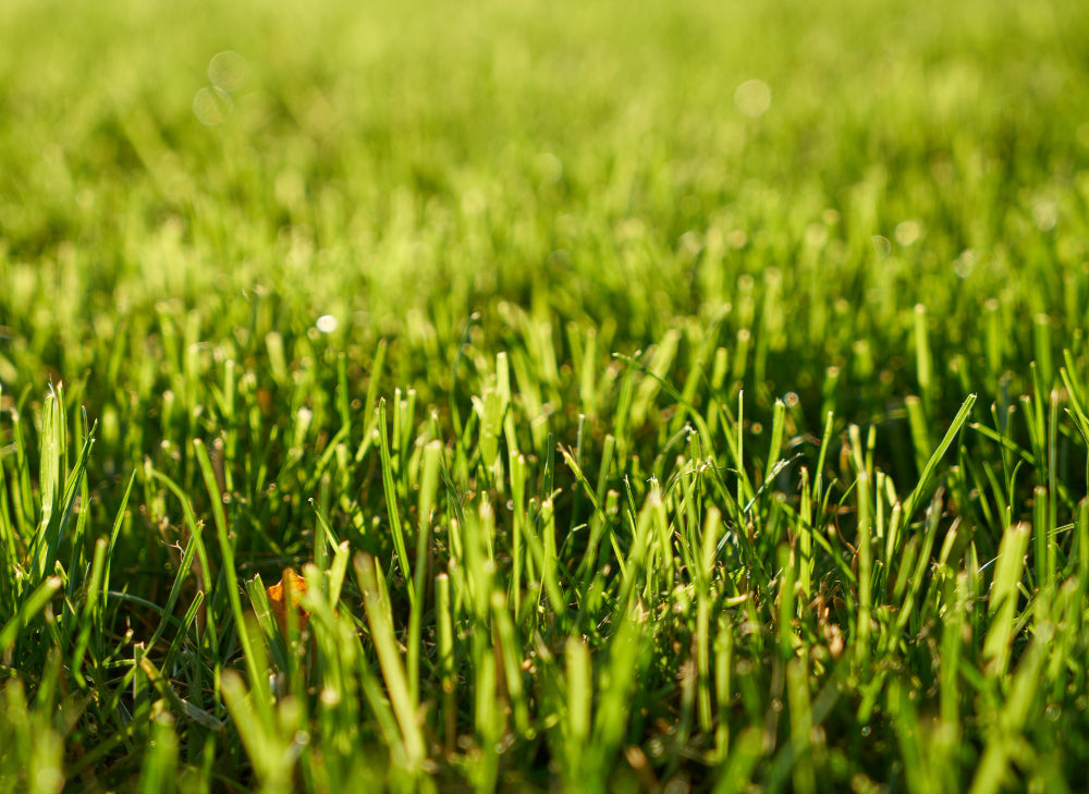 Césped Natural vs. Artificial: ¿Cuál es mejor para tu jardín en Madrid?