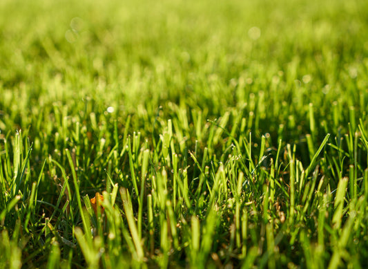 Césped Natural vs. Artificial: ¿Cuál es mejor para tu jardín en Madrid?